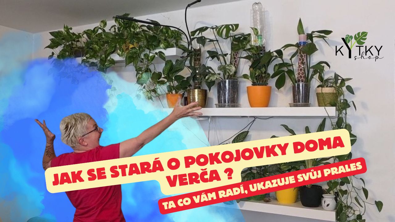Péče o pokojové rostliny doma: 10 tipů pro začátečníky